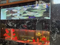 -大自然花鸟鱼虫市场
