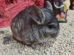 -上海大自然野生昆虫馆(东方明珠·爬宠昆虫探索中心)