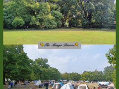 -上海共青森林公园