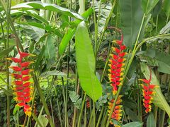 -中国科学院西双版纳热带植物园