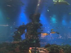 -海棠湾洲际-涛·海底餐厅·美人鱼·自助餐·海底隧道