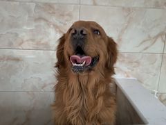 -北京恒爱动物医院(清景园分院)