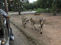 -清迈夜间动物园