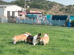 -趣玩宠物乐园寄养训犬训狗游泳池