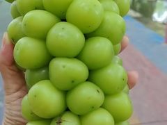 -新塘水果乐园(东洲大道店)