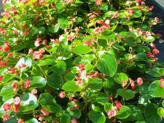 -新湖明珠城