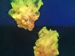 -西安曲江海洋极地公园
