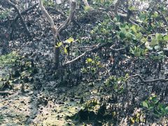 -北海金海湾红树林生态旅游区