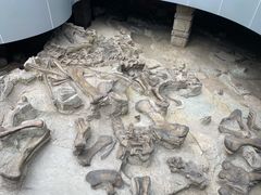 -自贡恐龙博物馆