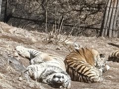 -大连森林动物园