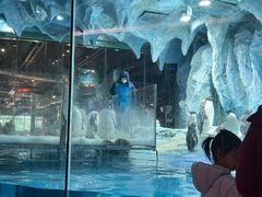 -帝企鹅自助餐厅•儿童岛•真企鹅(长隆企鹅酒店)