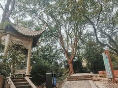 -上海佘山国家森林公园天马山园