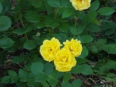 -元大都城垣遗址公园