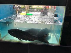 -全乐鱼馆·淳牌有机鱼直营店