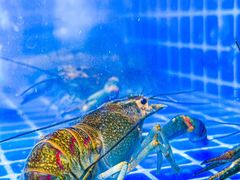 -甲王二老长沙口味馆