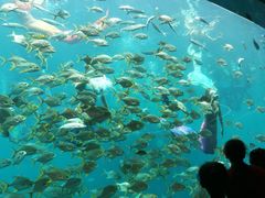 -瑞德姆美人鱼海底演艺主题餐厅(亚龙湾店)