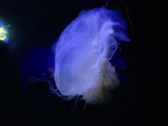-青岛海底世界-水族馆