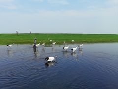 -黑龙江扎龙生态旅游区