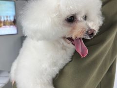 -柚子宠物(伊珊娜调理店)