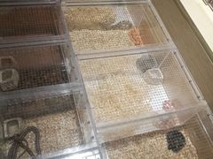-灵龟之家百象馆(百象馆联合旗舰店)