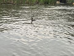 -同里国家湿地公园