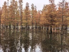 -白鹭湾湿地公园