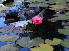 -三亚亚龙湾凯莱仙人掌度假酒店