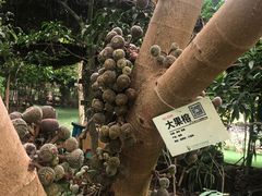 -呀路古热带植物园