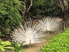 -广州长隆飞鸟乐园