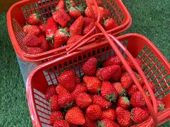 -建德果蔬乐园绪塘草莓基地