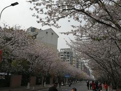 -高东镇樱花园
