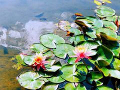 -汇华阁中餐厅·粤菜早茶(汇华希尔顿逸林酒店)