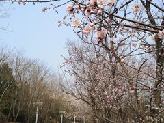 -北京凤凰岭
