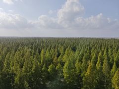 -黄海国家森林公园