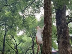 -悦宠动物医院(京丰分院)