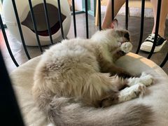 -喵屿·大理花园猫咖