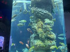 -芜湖新华联大白鲸海洋公园