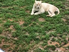 -西霞口神雕山野生动物世界