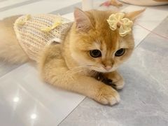 -lincat·猫舍(广州店)