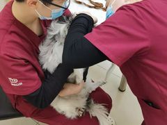 -美联众合动物医院·24h京西诊疗中心