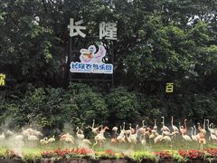 -广州长隆飞鸟乐园