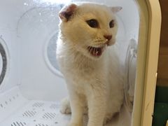 -楼上猫咖(罗湖店)