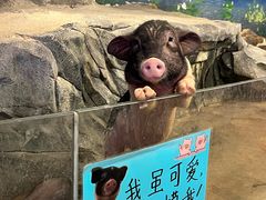 -正佳雨林生态植物园