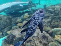 -太平洋海底世界