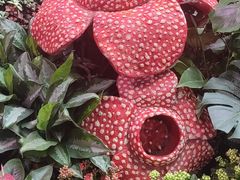 -正佳雨林生态植物园