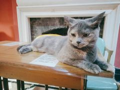 -猫色咖啡·猫咖