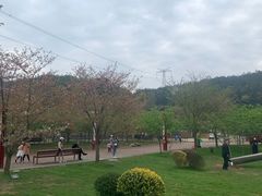 -绵阳盛世樱花悠乐谷