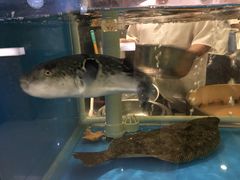 -红叶日料·放题·海胆·定食(星海店)
