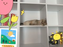 -猫大福·Fortune Cat猫舍(百子湾店)