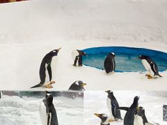 -广州热雪奇迹